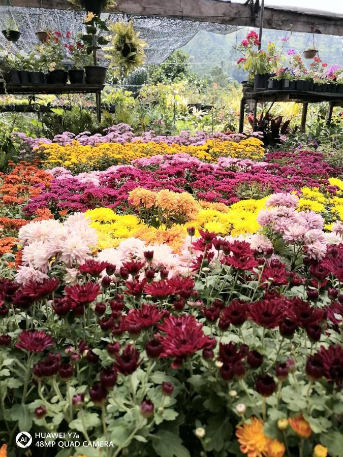 Flower Top 엘라 외부 사진